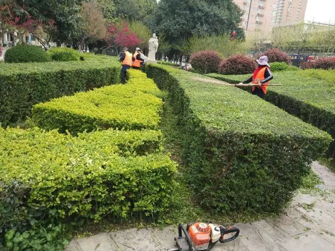 德惠宜良绿化树苗批发市场