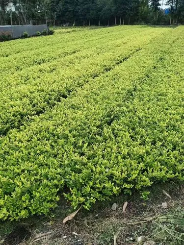 新余承接园林绿化工程