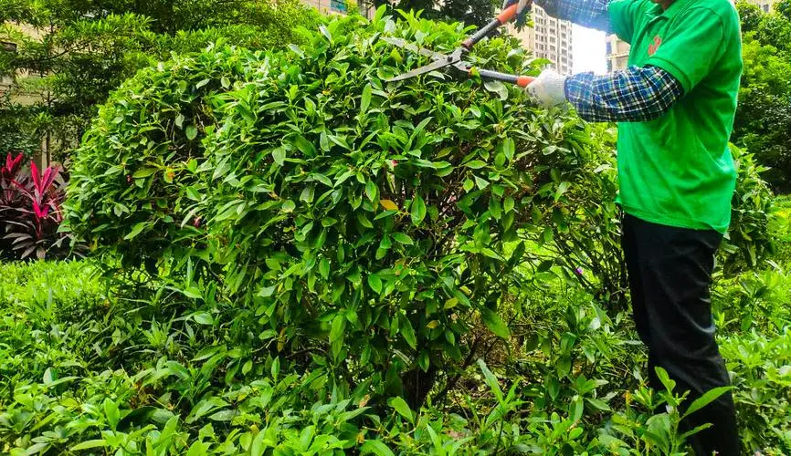 珠海花园园林绿化工程验收